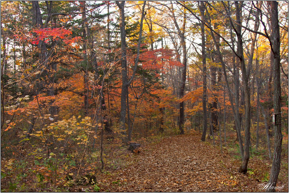 фото "Осень в приморье" метки: пейзаж, природа, краски., лес, осень
