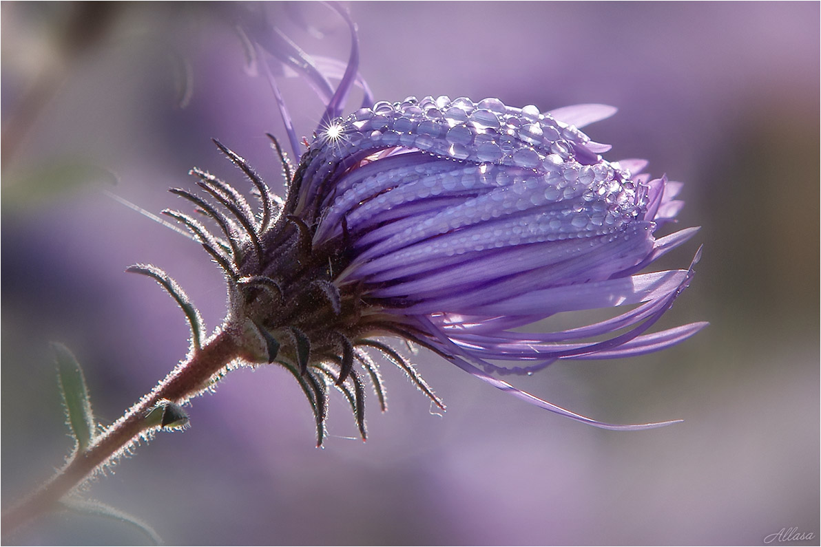 photo "***" tags: macro and close-up, nature, fragment, 