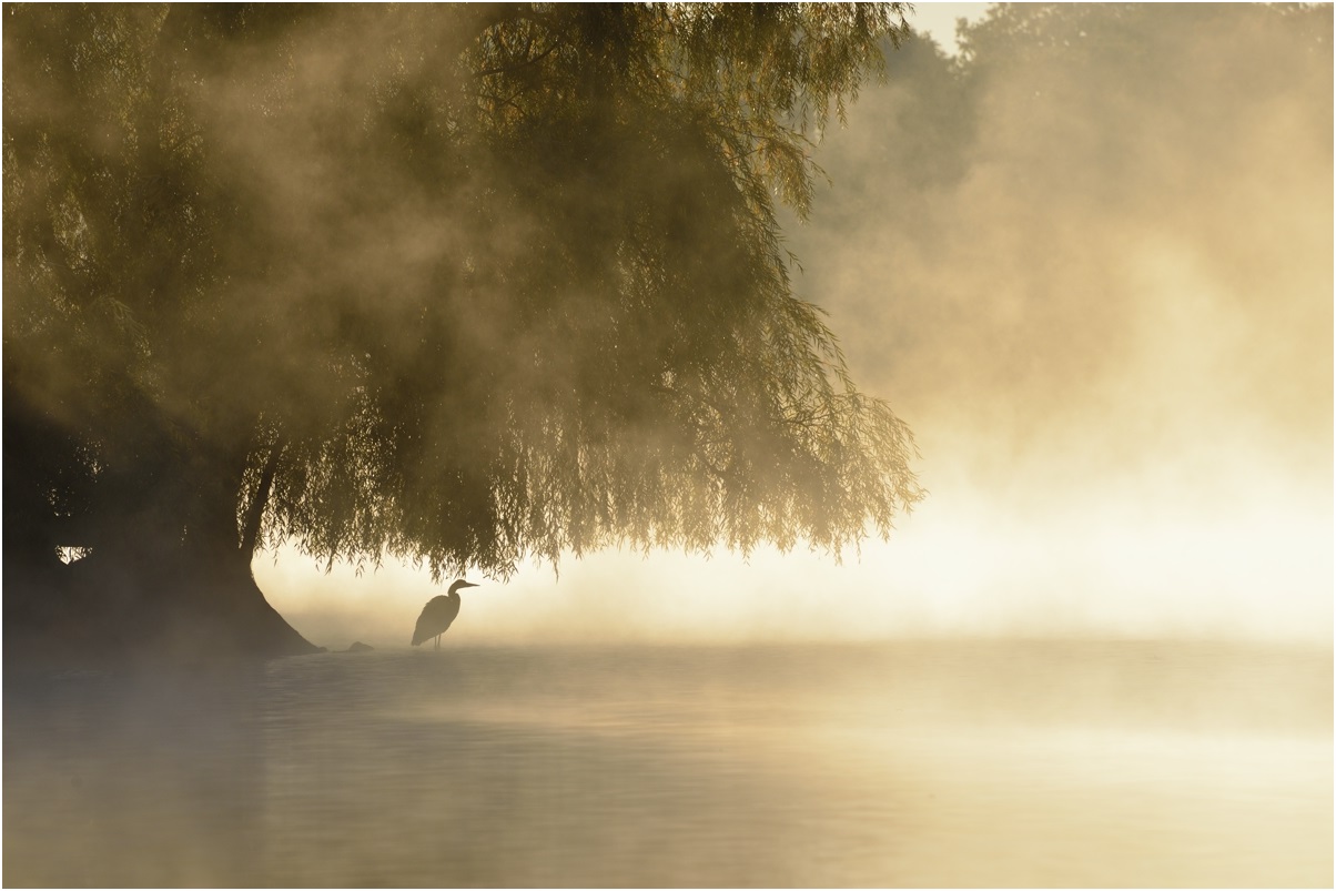 photo "heron in a morning mist" tags: nature, landscape, bird, fog, sunrise, water, wild animals