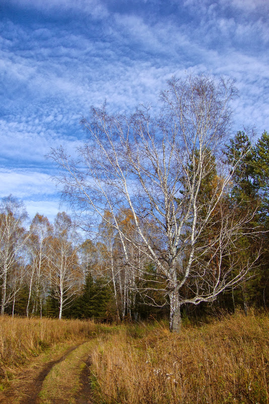 photo "In autumn forest" tags: landscape, autumn, forest