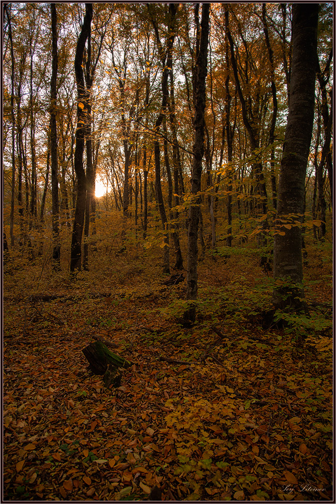 photo "***" tags: landscape, autumn, forest, вечер...