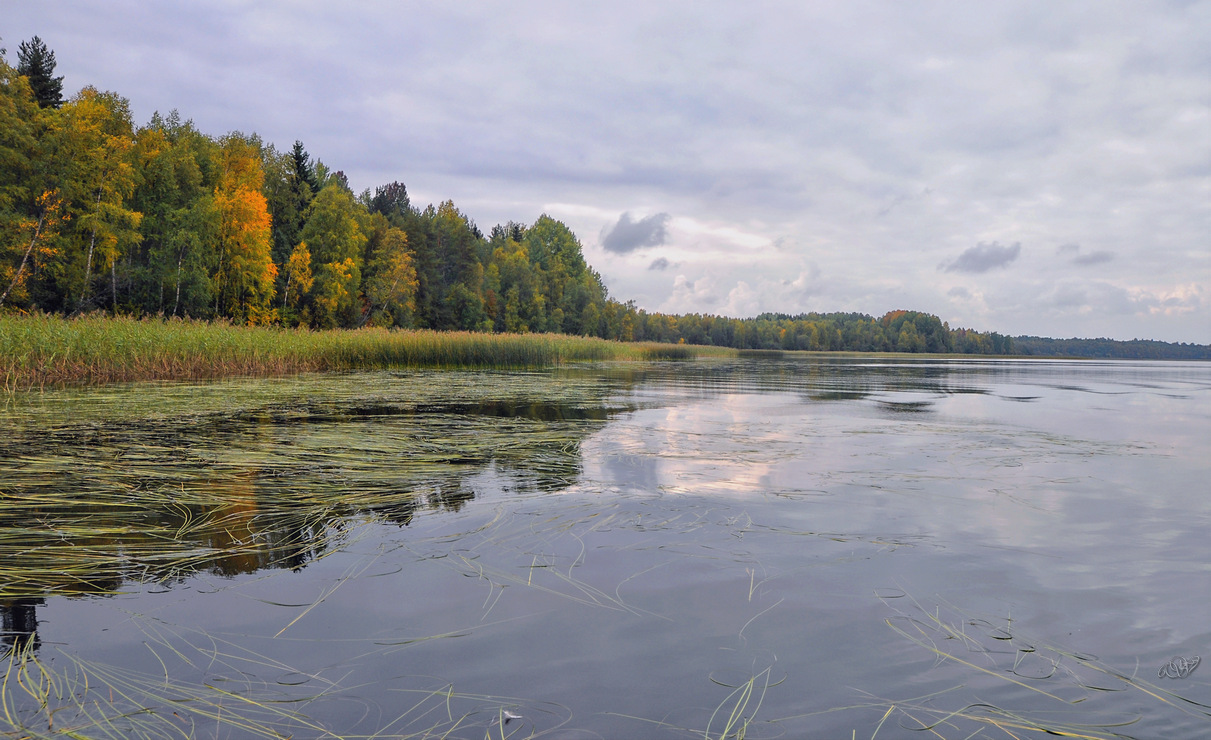 фото "Край озера" метки: природа, пейзаж, Вологодчина, вода, озеро