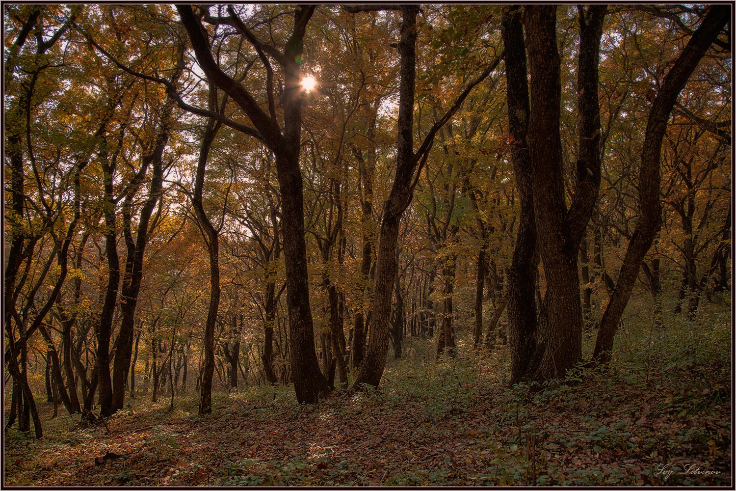 photo "***" tags: landscape, autumn, evening, forest
