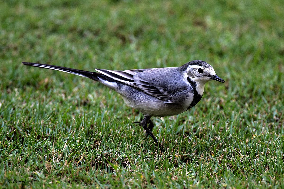 фото "Wag tail" метки: природа, 