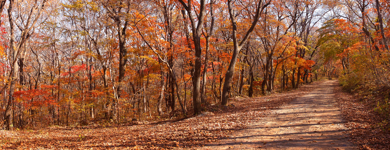 photo "***" tags: landscape, nature, panoramic, autumn, forest, краски