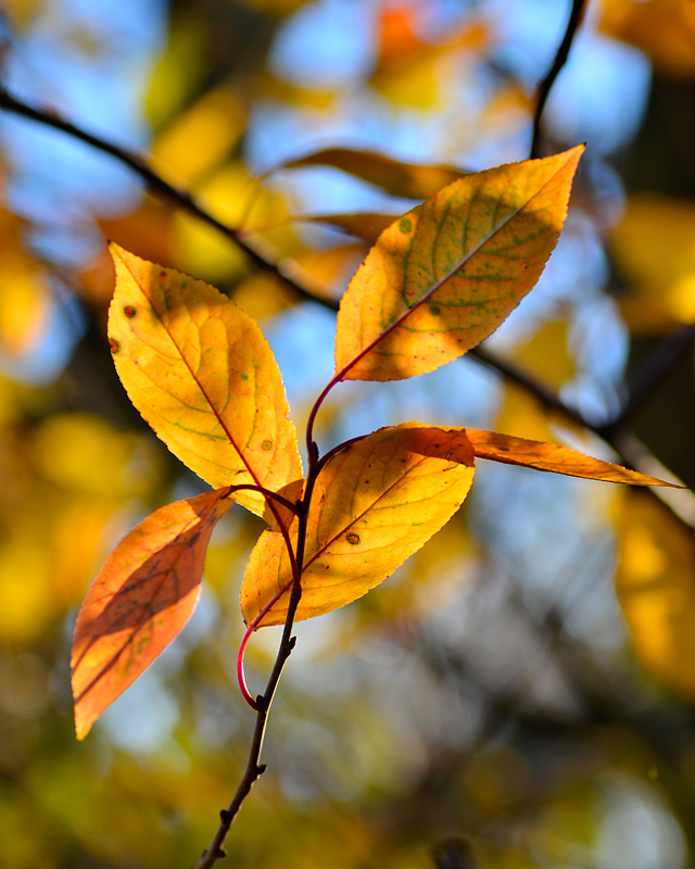 photo "***" tags: nature, macro and close-up, 