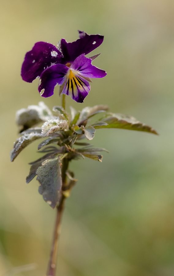 photo "***" tags: nature, macro and close-up, autumn