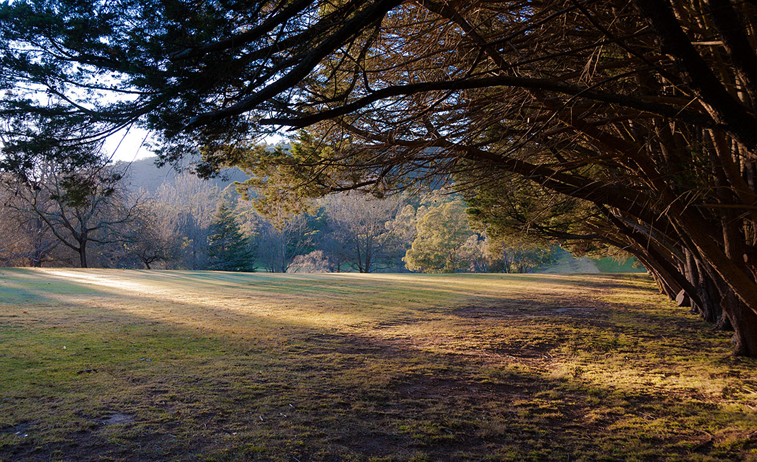 фото "Утренние тени" метки: пейзаж, природа, fog, forest, grass, light, mist, shades, trees