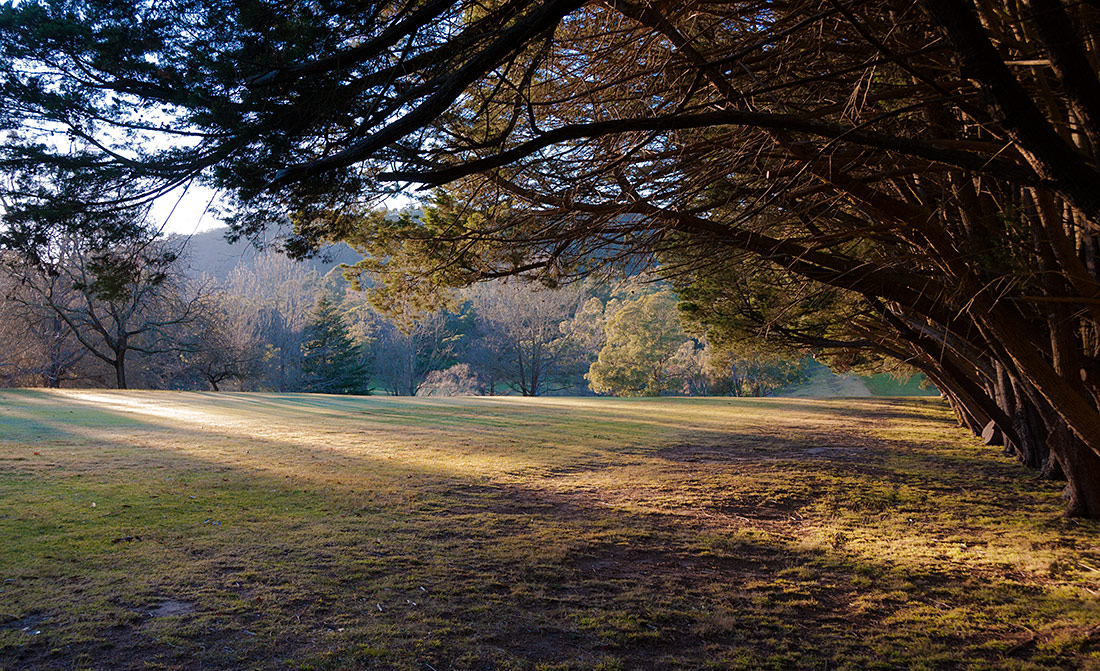 photo "***" tags: landscape, nature, fog, forest, grass, light, mist, shades, trees