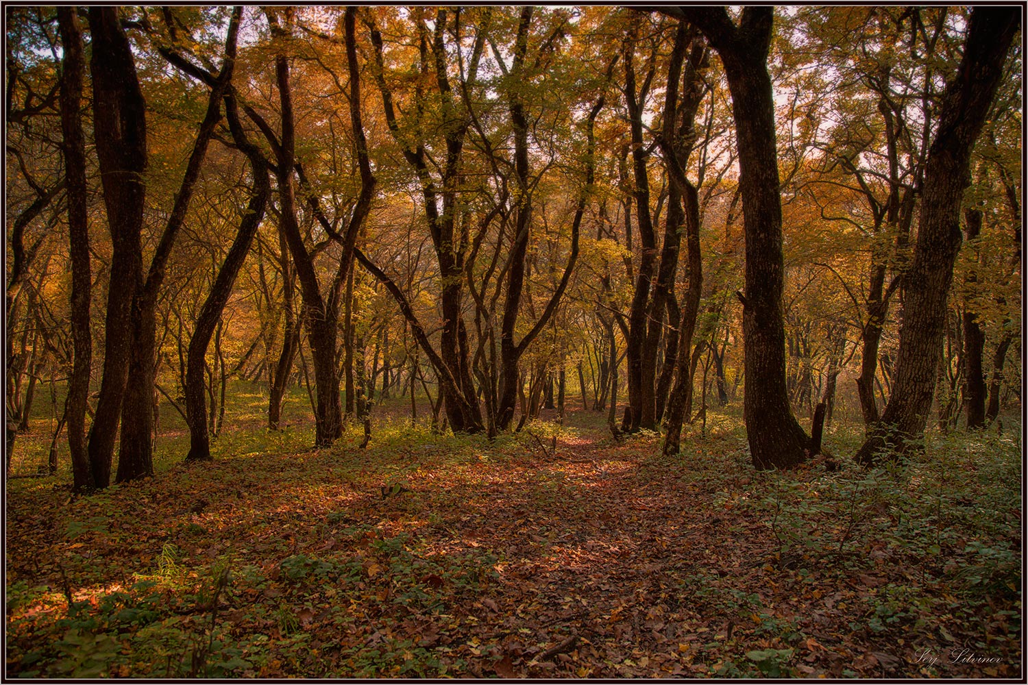 photo "***" tags: landscape, autumn, evening, forest