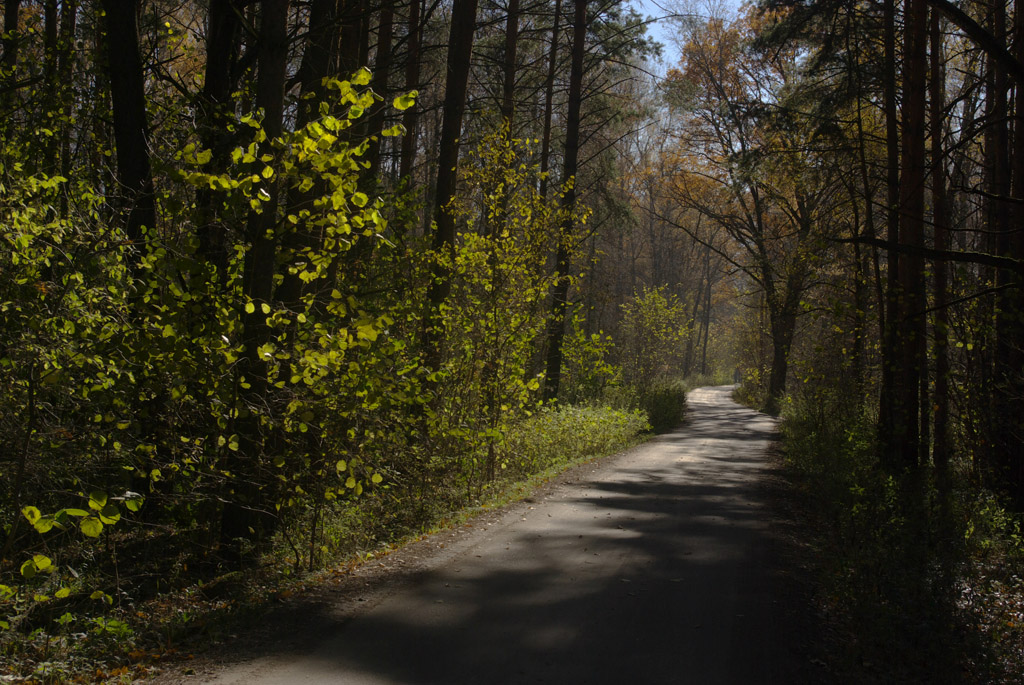 фото "Дорога в лесу." метки: пейзаж, 