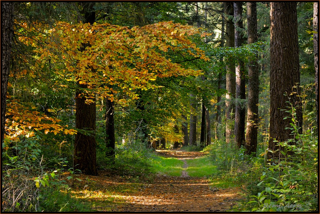 photo "***" tags: landscape, nature, street, forest, summer