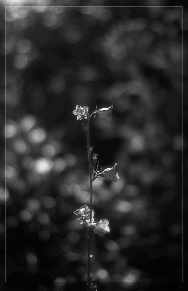 photo "***" tags: nature, black&white, 