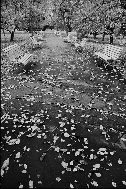 фото "Листы и дорога" метки: черно-белые, Prag, Praha, Прага