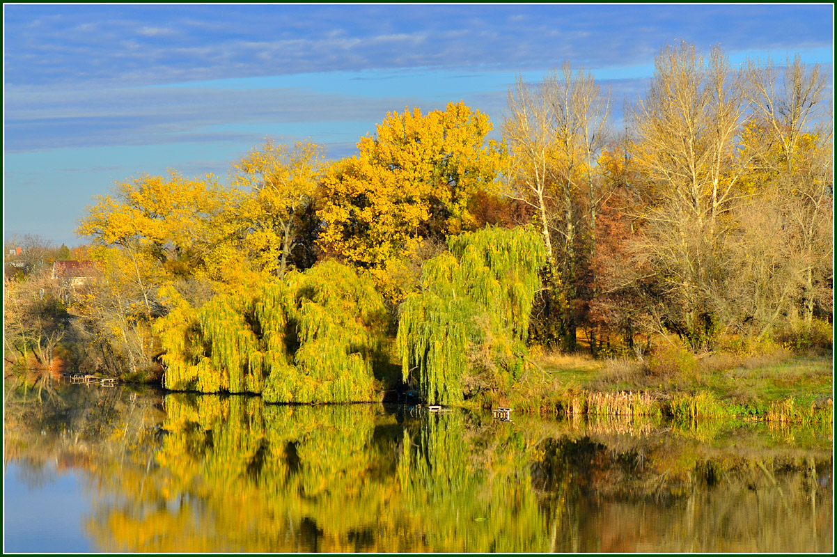 фото "Ивы у воды" метки: пейзаж, природа, 