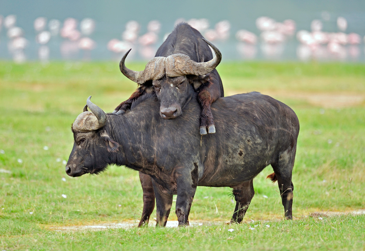 фото "Buffalo" метки: природа, путешествия, Африка, дикие животные