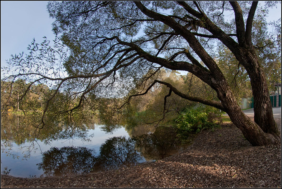 photo "willow" tags: landscape, nature, 