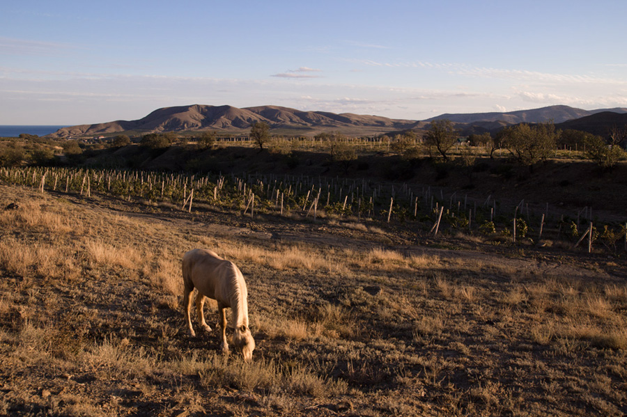 photo "***" tags: landscape, travel, nature, Crimea, horse, mountains