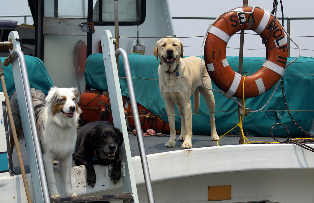 photo "Three Sea Wolves" tags: humor, America, pets/farm animals