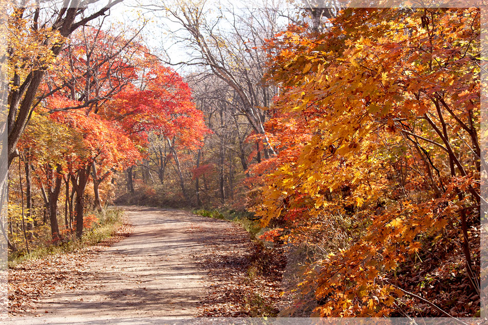 фото "Пылала осенью листва." метки: пейзаж, краски., осень