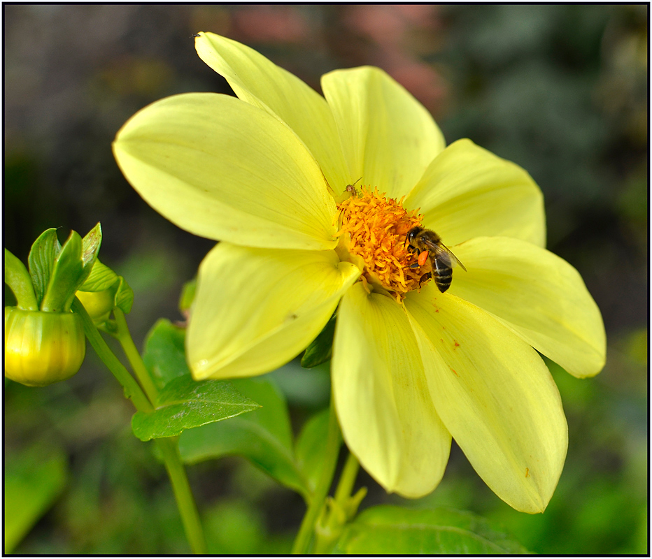 photo "***" tags: nature, macro and close-up, 