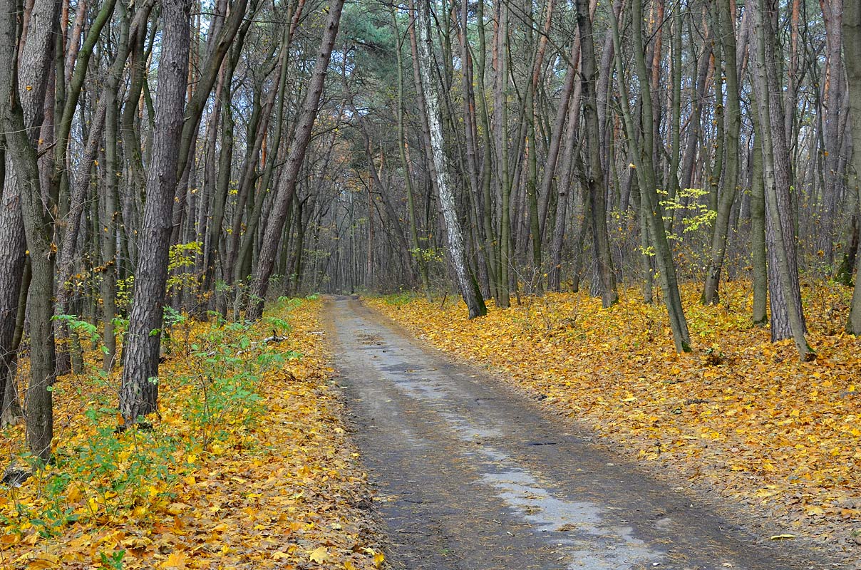фото "Дорога в лесу" метки: пейзаж, природа, 