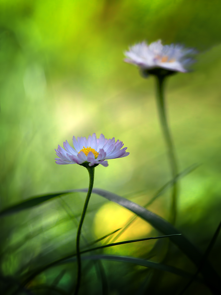 photo "***" tags: nature, macro and close-up, 