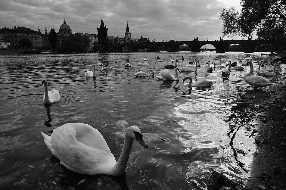 photo "Y реки Влтавы" tags: black&white, Prag, Prague, Praha