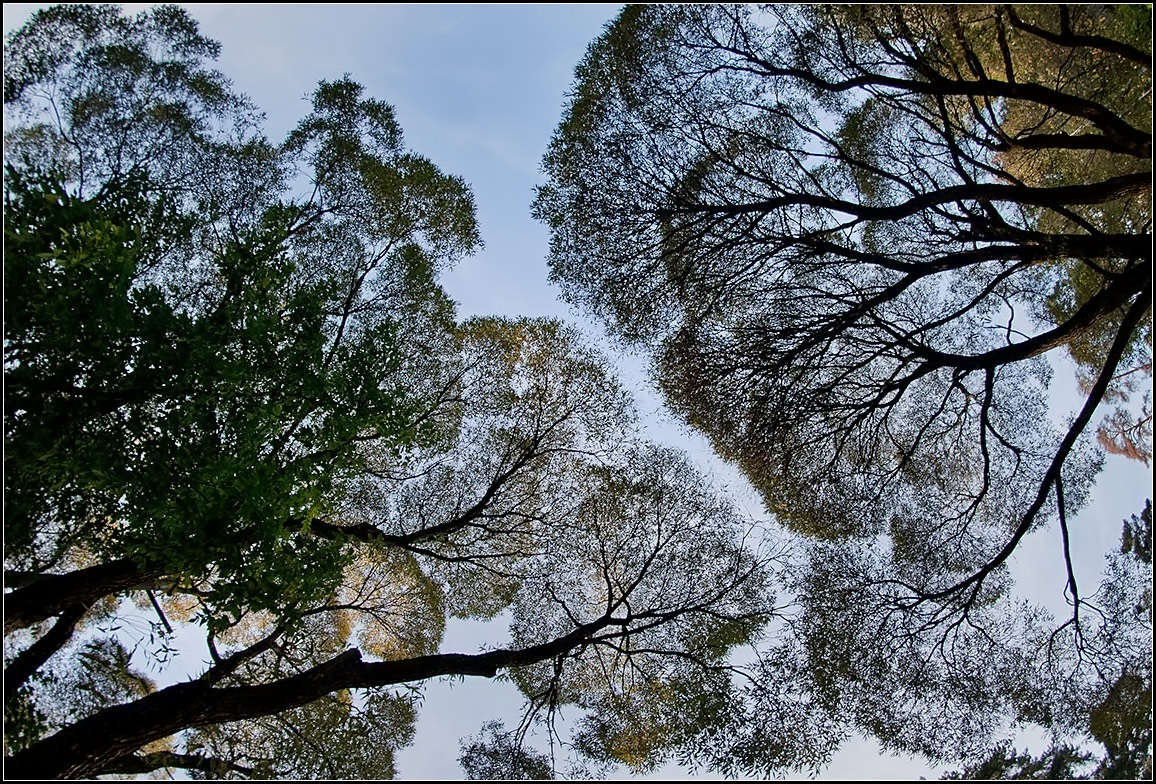 photo "willows" tags: nature, landscape, 