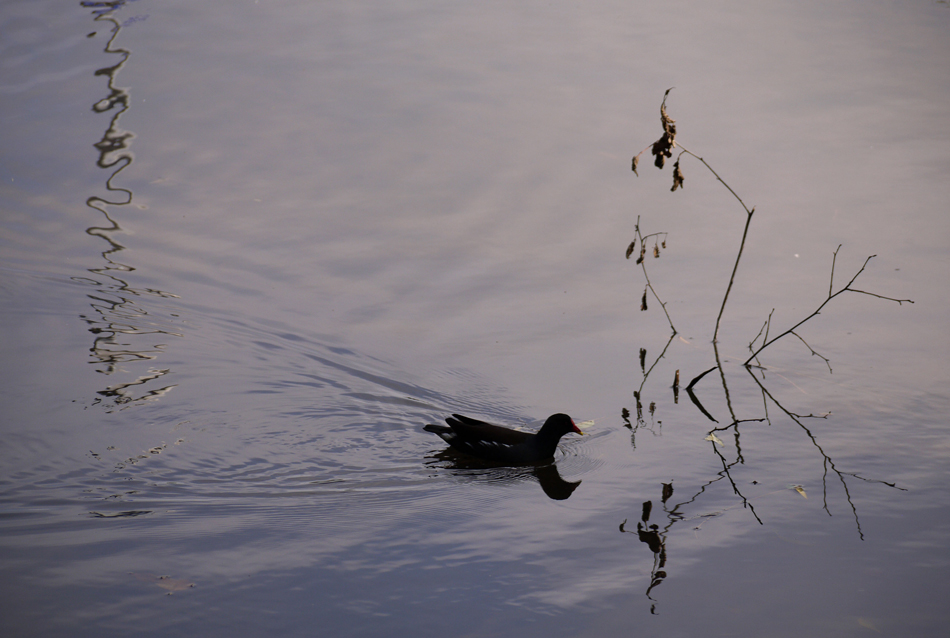 фото "***" метки: природа, blossom