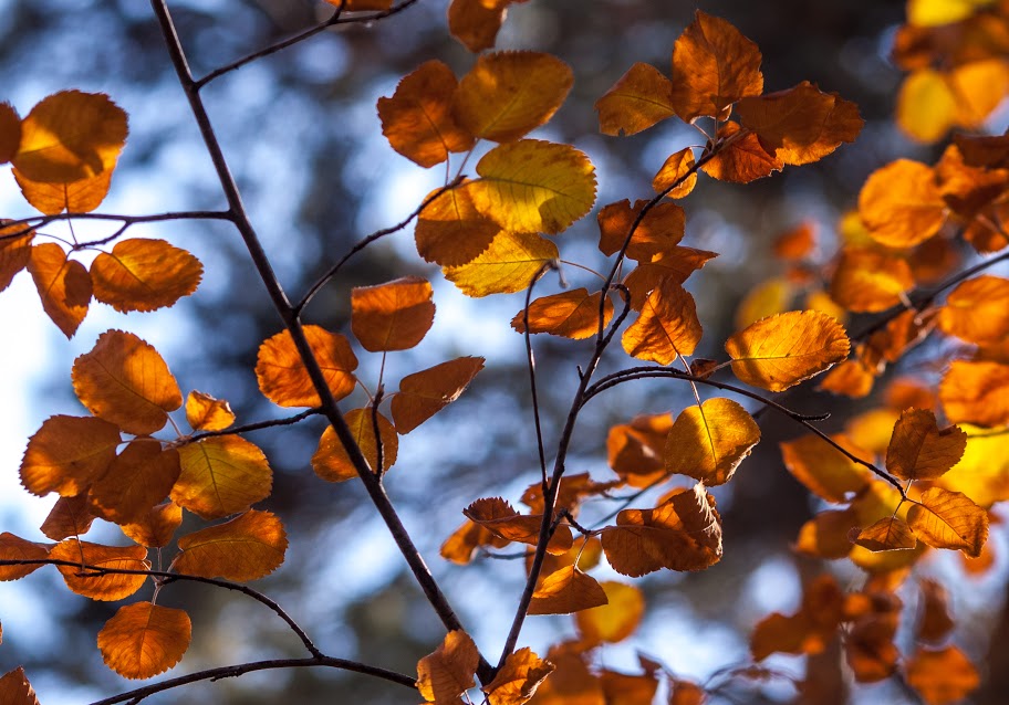 photo "Autumn colors" tags: nature, autumn, листья