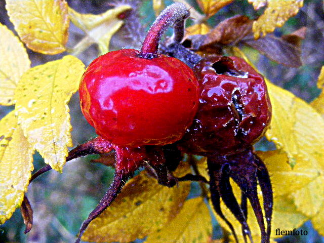 photo "Autumn" tags: nature, Europe