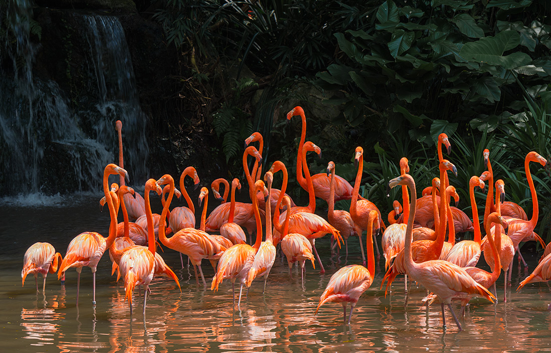 photo "***" tags: nature, birds, flamingo, lake, pink, water fall