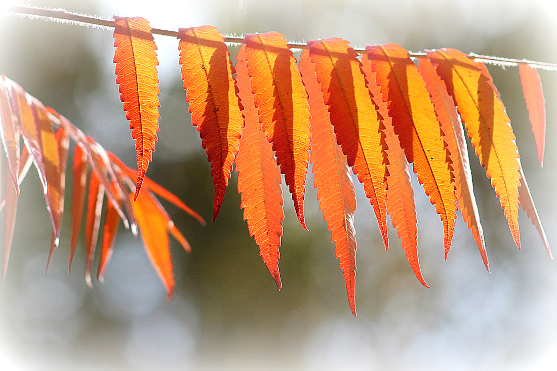 photo "***" tags: nature, macro and close-up, 