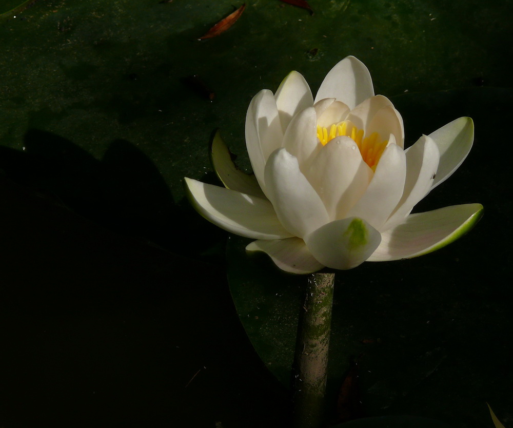 фото "White water lily" метки: природа, путешествия, 