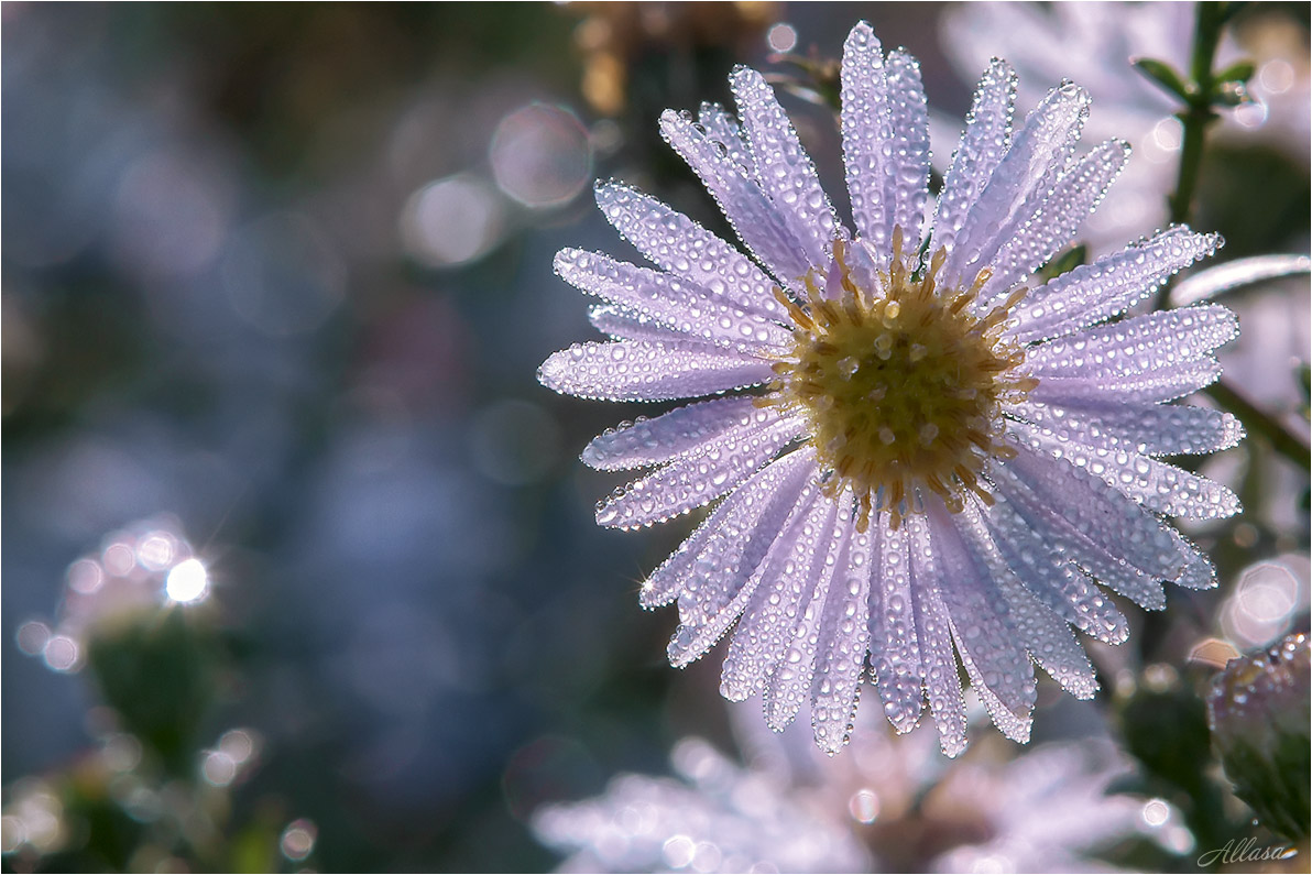 photo "***" tags: macro and close-up, nature, fragment, 