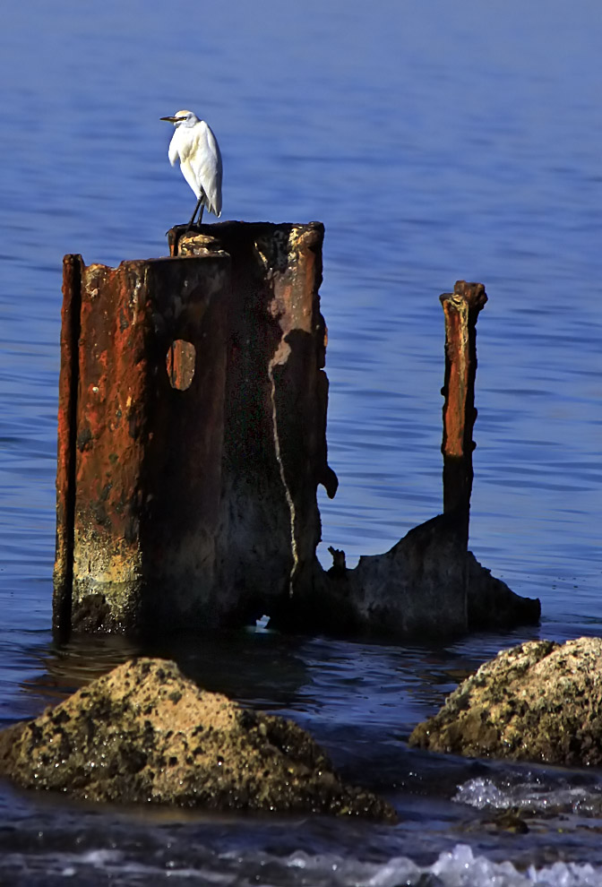 photo "evening" tags: landscape, nature, water, wild animals