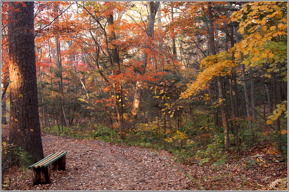 photo "***" tags: landscape, autumn, forest, краски.