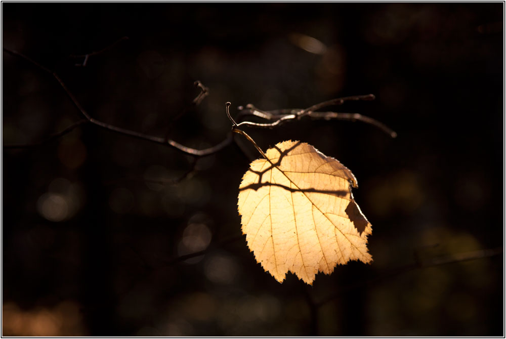 фото "Каприз осени." метки: природа, краски., лес, осень
