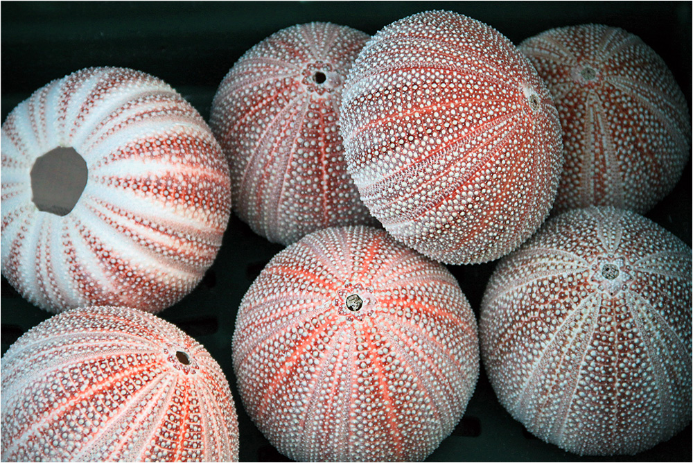 photo "Urchin shells" tags: macro and close-up, 
