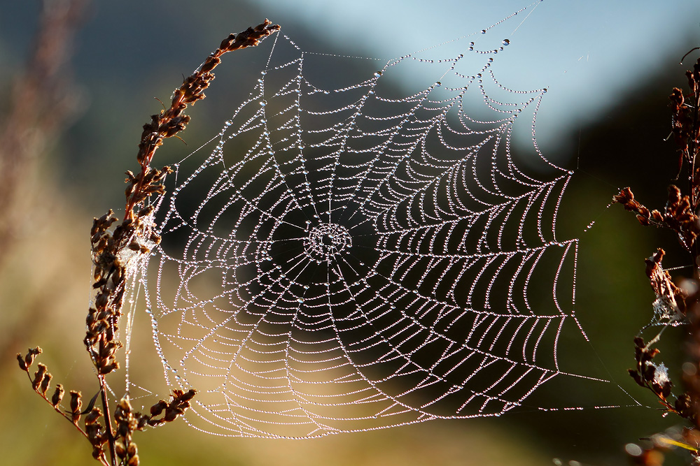 photo "***" tags: macro and close-up, 