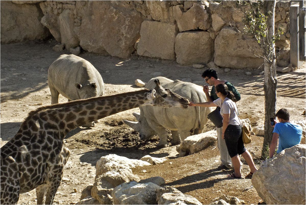 photo "I kiss your hand, madame!" tags: genre, nature, giraffe, zoo, жираф, зоопарк