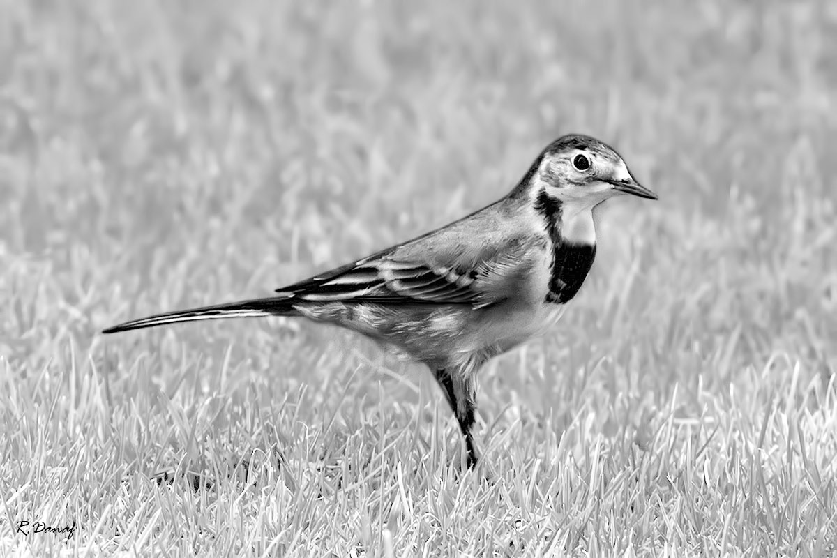 фото "Wagtail 2" метки: природа, 