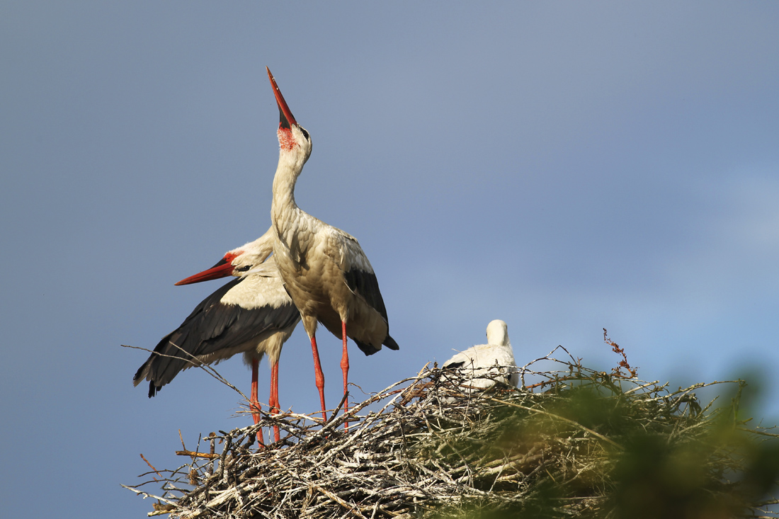 photo "***" tags: nature, wild animals