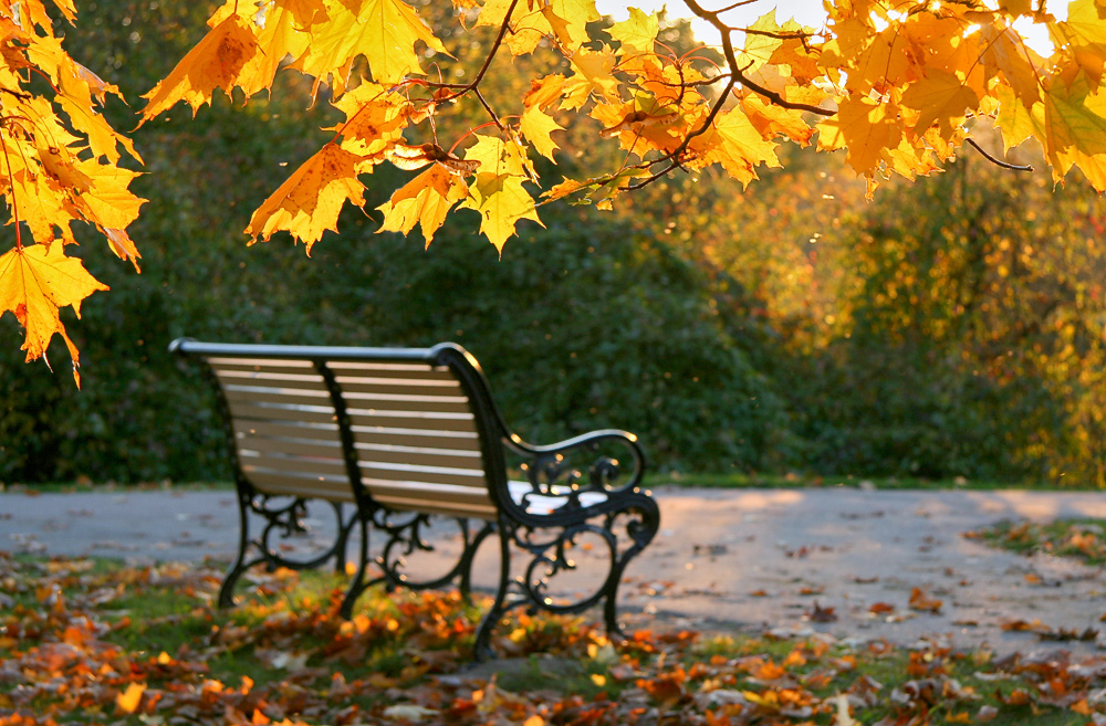 фото "ожидание" метки: природа, осень