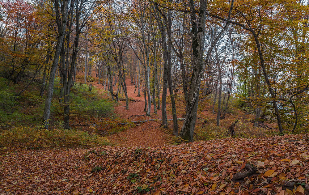 photo "***" tags: landscape, forest, Кавказ