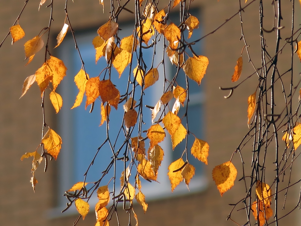 photo "Autumn on a digital zoom" tags: city, landscape, macro and close-up, 