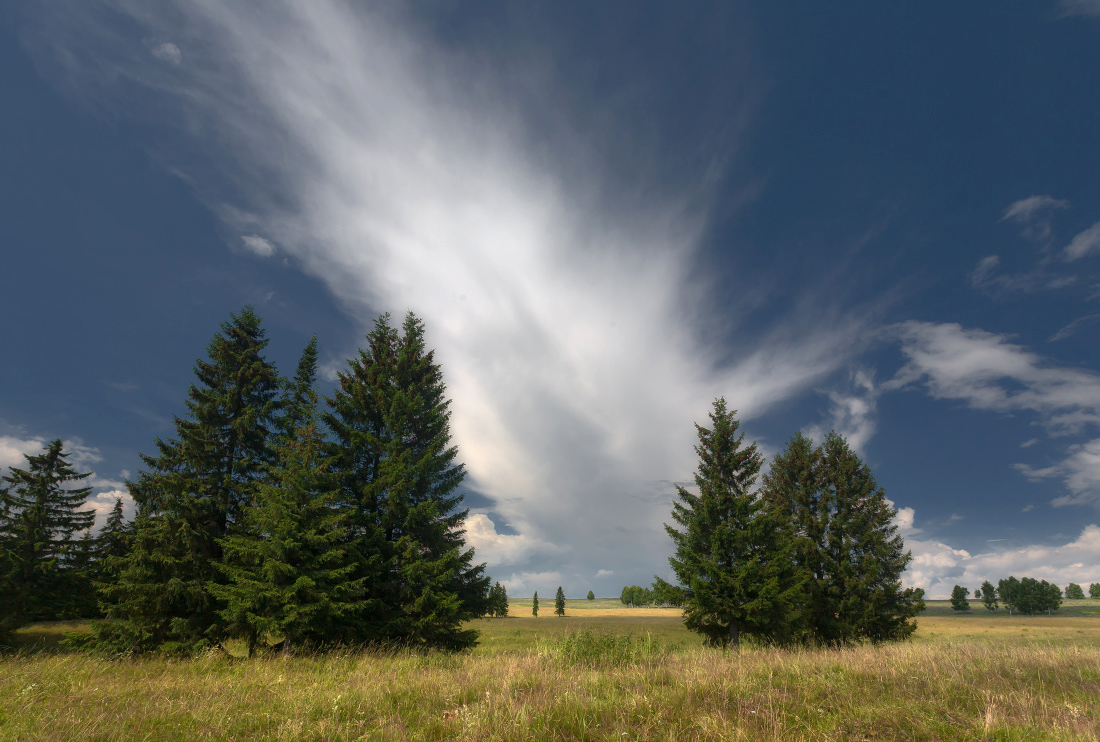 photo "***" tags: landscape, field, grass, sky, summer, елки, облако