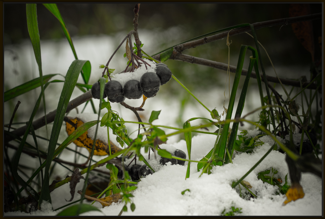 photo "Rowan in sugar" tags: , 