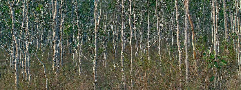 фото "Little Forest" метки: пейзаж, природа, панорама, 